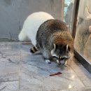 페릿 | 동물 카페] 실내 데이트부터 가족 체험까지 완벽한 공간 <쥬민센터> 라쿤, 페럿, 고양이, 뱀 만난 후기