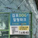 힐링파크 | 강아지 수영장이 있는 [김포독힐링파크] 애견 카페 방문 후기