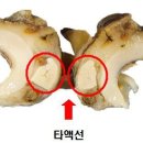 고둥 이미지