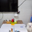 등대지기펜션 | 포항 호미곶 대형견 애견동반 식당 등대지기 내돈내산후기