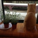 21그램 반려동물장례식장 이미지