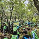 (장길자 회장)국제위러브유운동본부, 사하구 승학산에 철쭉 7000주 식재 [메트로신문 보도] 이미지