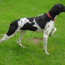 잉글리쉬 포인터 (English Pointer) 이미지