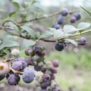 방동하리 이미지