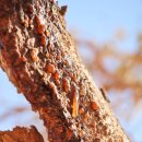 미르스파 이미지