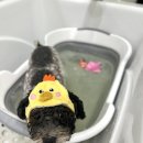 끌레르독 이미지