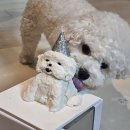 댕스투유 이미지