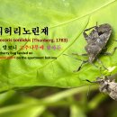 🌶️ 꽈리허리노린재 (Acanthocoris sordidus) 🏢 아파트 발코니 고추나무에 날아든 이미지