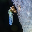 벌레에서 곤충으로 진화하는 매미 이미지