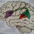 뇌의 언어기능 이해와 언어치료의 함정 이미지