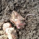 땅끝농장 이미지