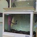 신평곰장어 이미지