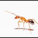 개미 나오는 꿈 곤충 벌레 나오는 꿈(모기,나방,지네) 이미지