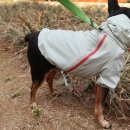바람난강아지 | 강아지바람막이 Latta 레타 필름커버 자켓 윈드브레이커 에어리민트 S 추천 후기