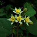 Dream tree 이미지