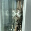 모래탑 | 호사가 벤토나이트 고양이 모래 사용후기 | 미국산 벤토나이트 추천