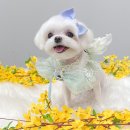 몽트라슈 이미지