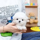 천사강아지 | 배곧강아지분양 후기 – 배곧에서 만난 우리 집 작은 천사, 아기 강아지