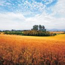 황금물결 농장 이미지