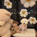 GS25 동두천스타점 | [동두천] 애견카페 오도독 셀프바베큐 내돈내산 후기