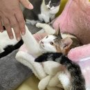 말괄냥이 이미지