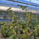 블루베리묘목 나눔합니다 이미지