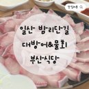 부산식당 | 일산 밤리단길 부산식당 제철 대방어 모듬물회 후기