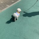 바이오포레스트 | 강아지냄새제거부터 피부케어까지 포레스트허그 저자극 강아지샴푸 후기
