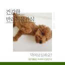 펫해윰 이미지