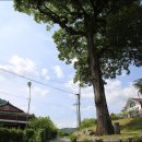 청옥산깨비마을 야영장 이미지