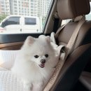 강아지카시트 두그루 올라운드 베이지 엠보스(M) 한 달 사용 후기