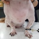 해운대 플러스동물병원 이미지