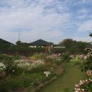 하도조아 이미지