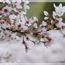 장복산길 이미지