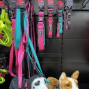 애견마트 이미지