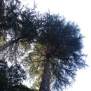 나무사이로 햇살이 이미지