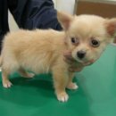 효창목길 11 Daum카페
