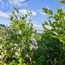 검산 농장 | 블루베리체험 준스블루베리 블루베리농장체험 가능 나이 비용 방법 후기