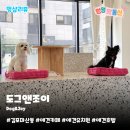 도그 앤 조이 이미지