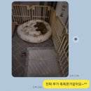 더멍멍 충주점 이미지