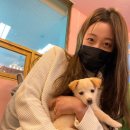 다시사랑받개 이미지