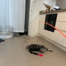 털뭉탱이 | 좋아하는 장난감 추천 내돈내산 쿠팡구매 _장난감 털뭉탱이 (깃털) 먹고 병원 다녀온 골 때리는 그녀