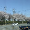 제방길 | 2년 전 그 자리 그대로, 부산 낙동제방벚꽃길 다시 다녀온 후기 🌸
