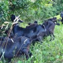 약산흑염소 이미지