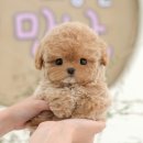 축복 | 부천강아지분양 축복만땅 입양후기
