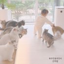 캣플헤븐 앨리웨이 광교점 | 수원 가볼만한곳 실내 아이와 캣플헤븐 광교점 고양이카페