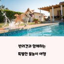 포천바이웰 동물약품 | 반려동물 전용 펜션 추천! 강아지 수영장 있는 숙소 BEST 3