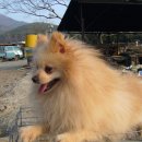 입석애견농장 이미지