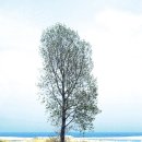 08/02/28 [영상복음] 외로운 미루나무 한 그루 이미지
