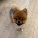 몽언니애견미용실 | [ 부산 해운대 ] 해운대 애견미용 몽아띠 알감자 포메 미용 후기